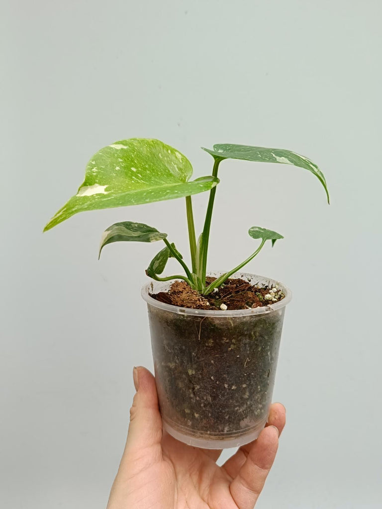 Monstera deliciosa thai constellation