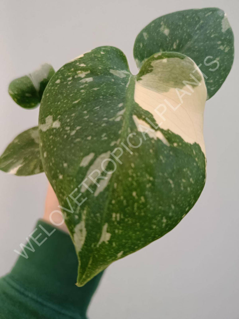 Monstera deliciosa thai constellation