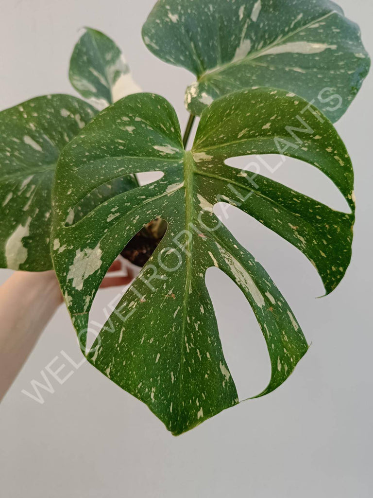 Monstera deliciosa thai constellation