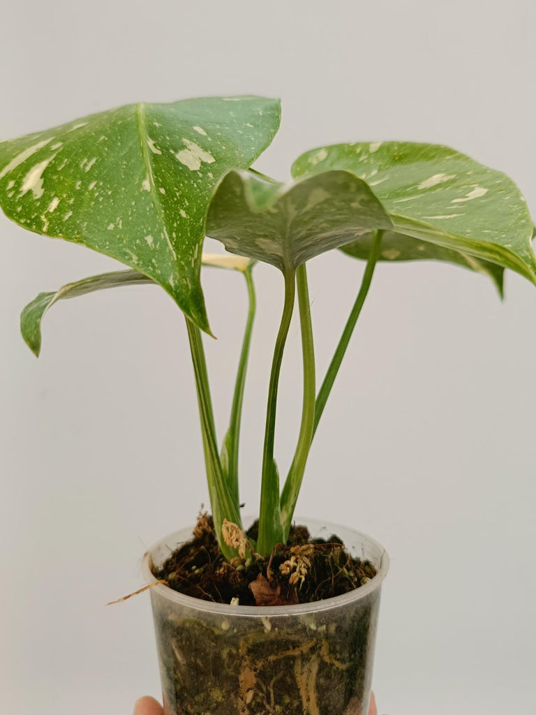 Monstera deliciosa thai constellation