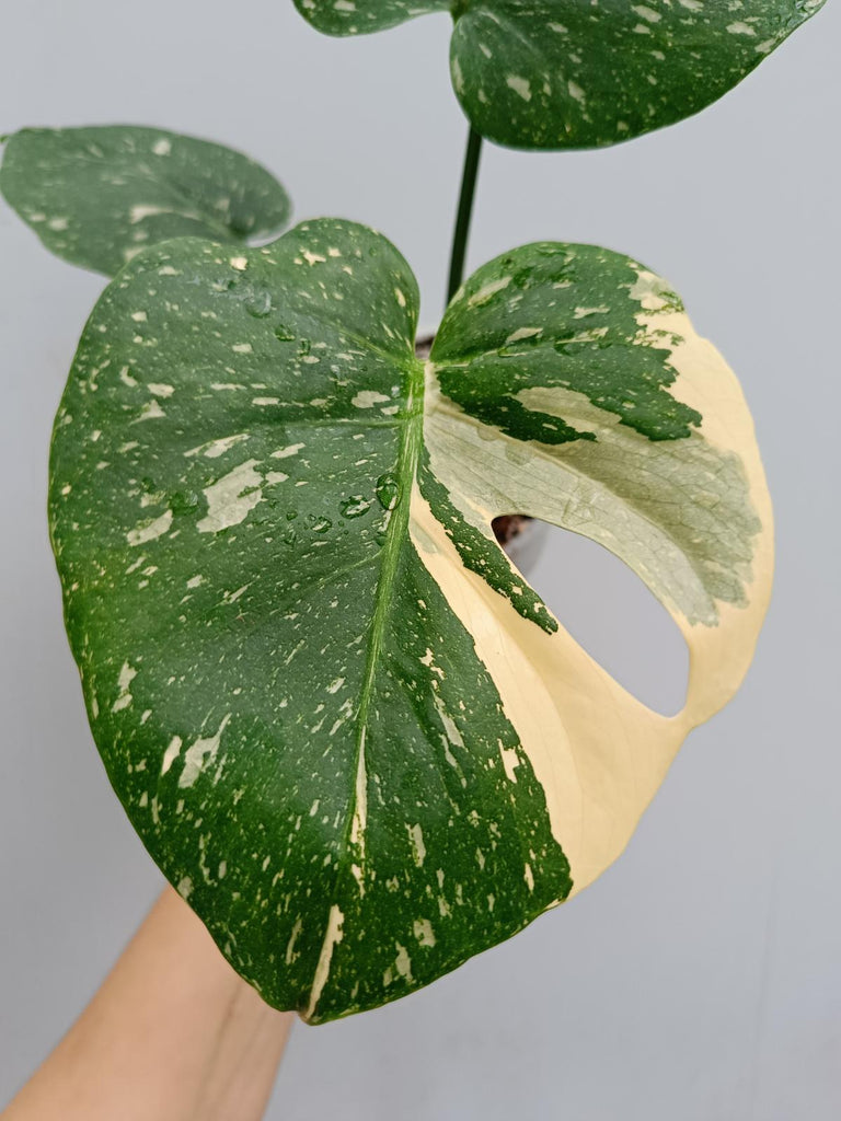 Monstera deliciosa thai constellation