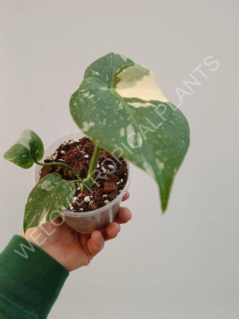 Monstera deliciosa thai constellation