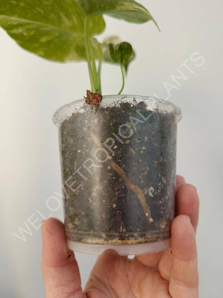 Monstera deliciosa thai constellation