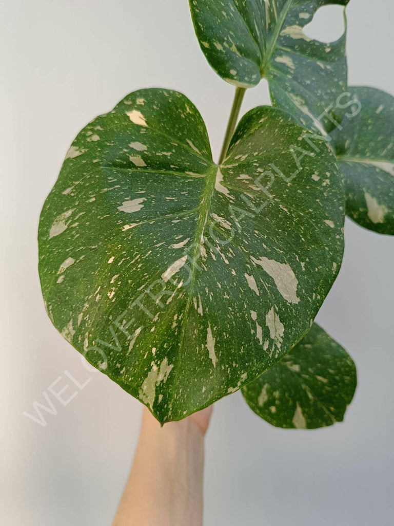 Monstera deliciosa thai constellation