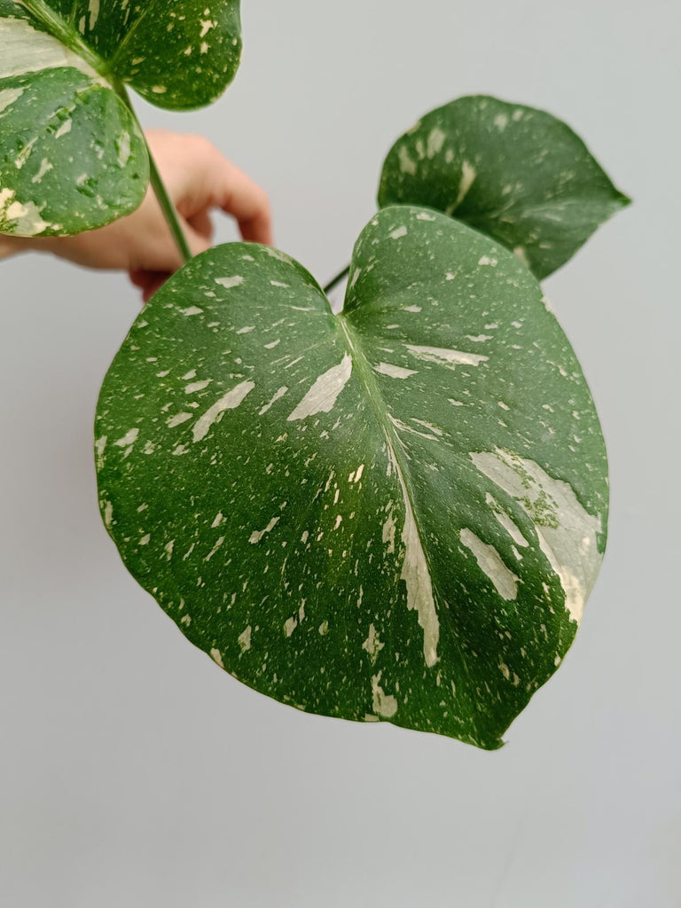 Monstera deliciosa thai constellation