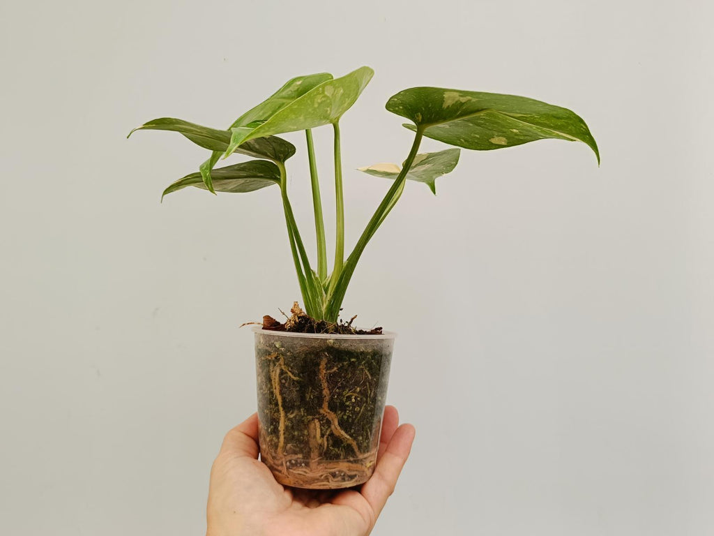 Monstera deliciosa thai constellation