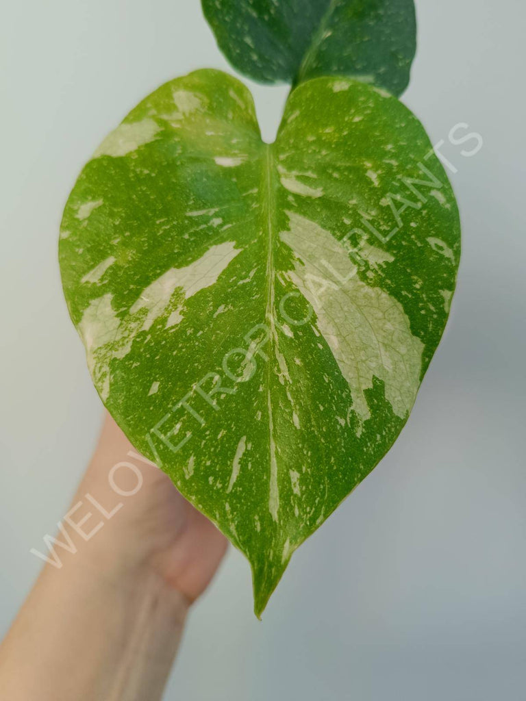 Monstera deliciosa thai constellation