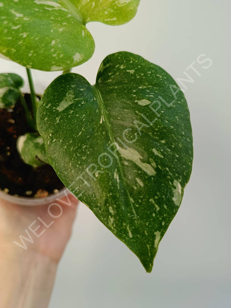 Monstera deliciosa thai constellation