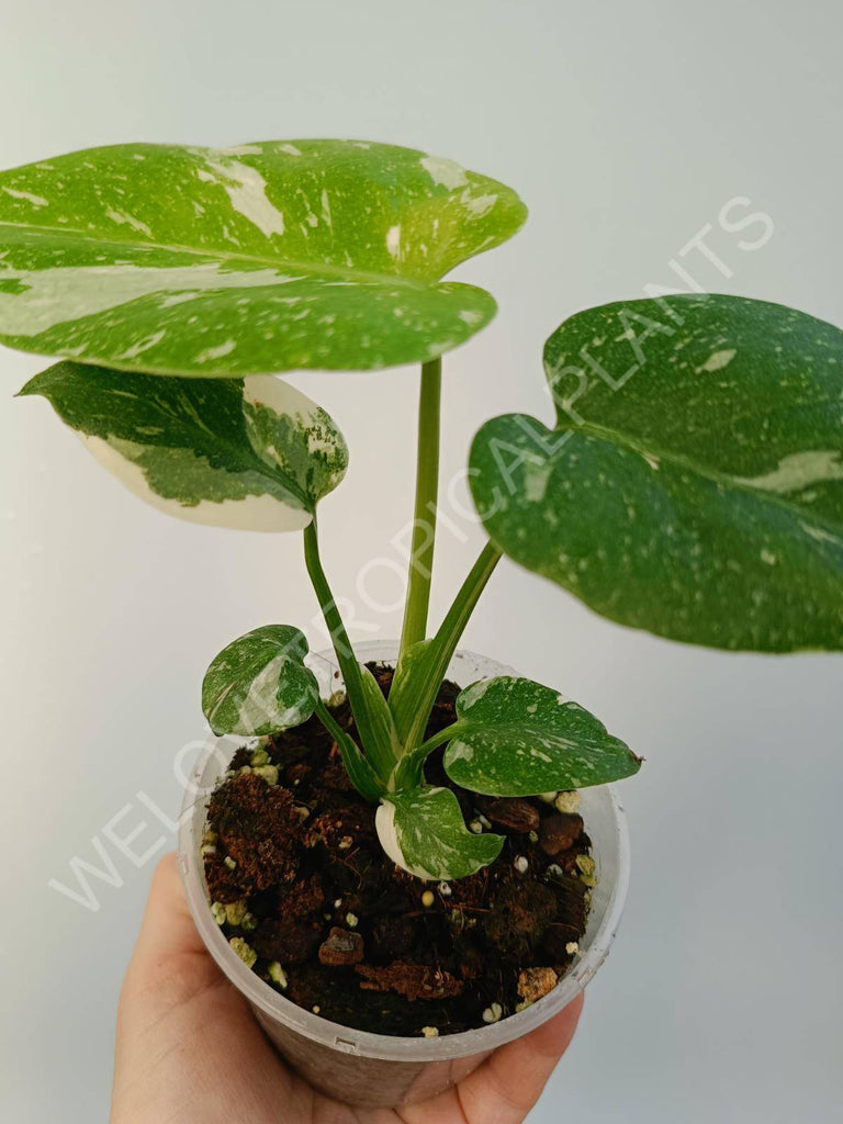 Monstera deliciosa thai constellation