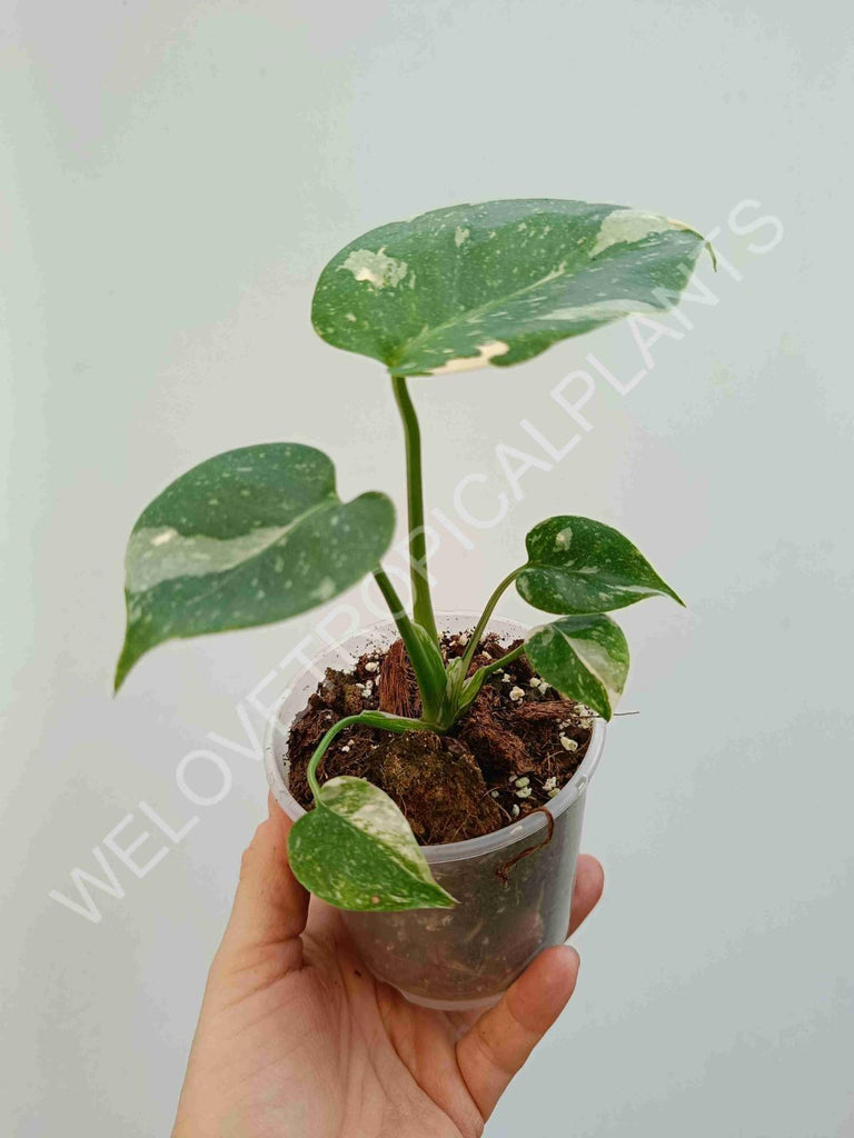 Monstera deliciosa thai constellation