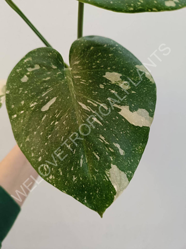 Monstera deliciosa thai constellation