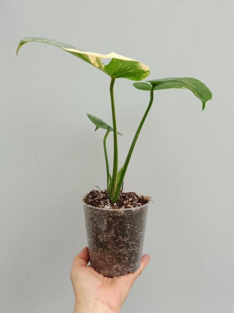 Monstera deliciosa thai constellation