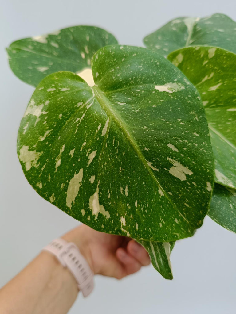 Monstera deliciosa thai constellation