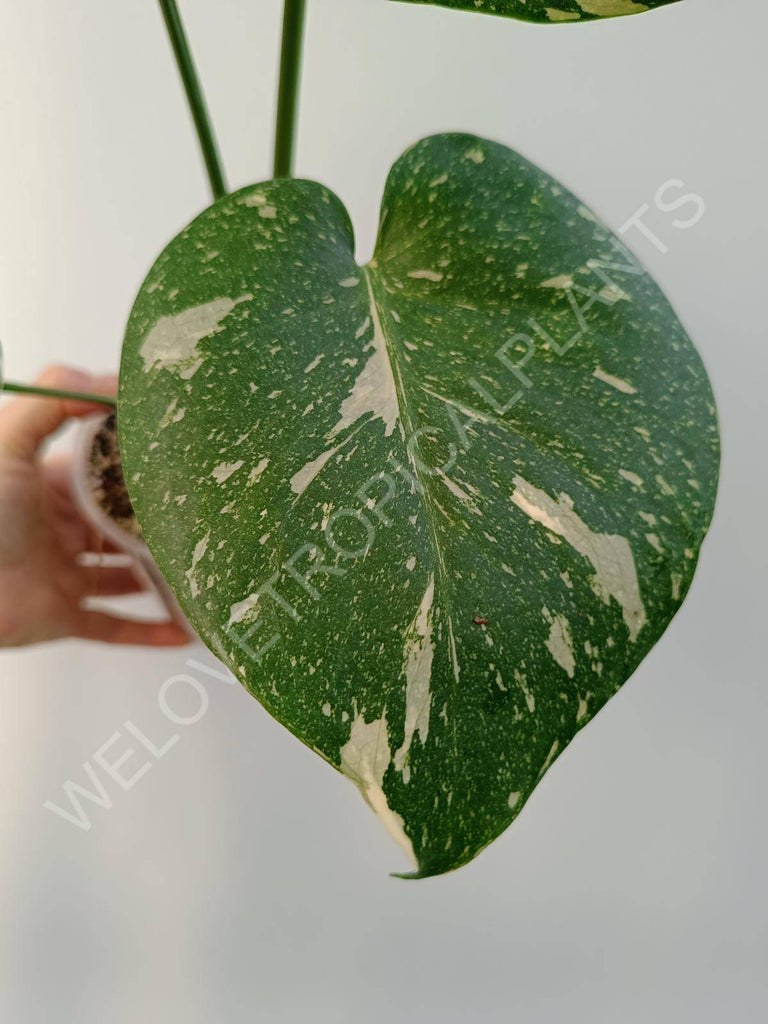 Monstera deliciosa thai constellation