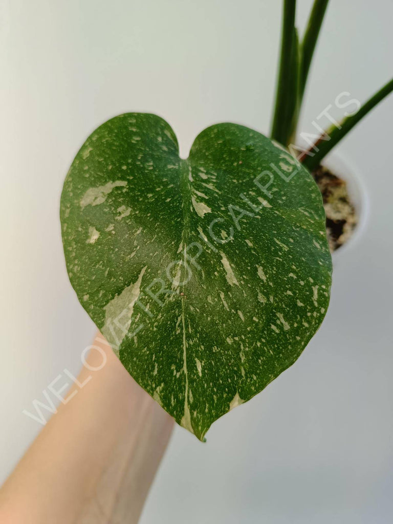 Monstera deliciosa thai constellation