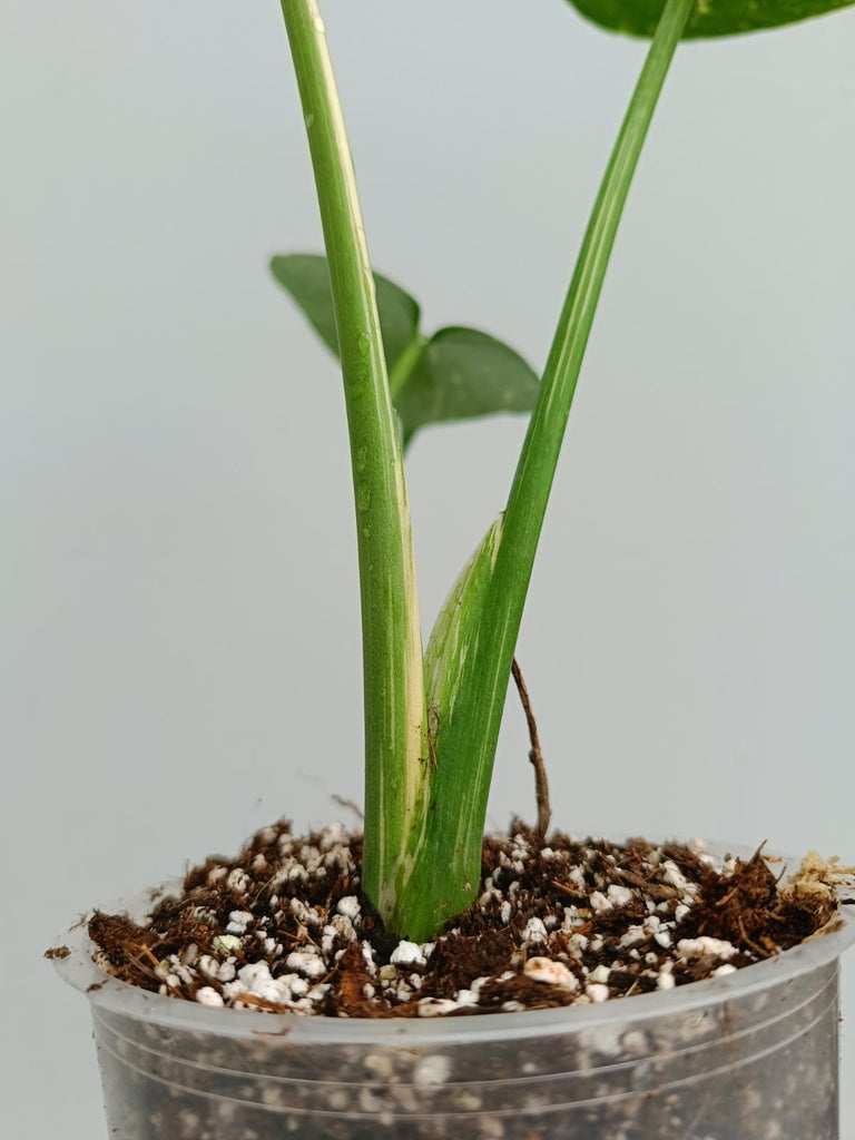 Monstera deliciosa thai constellation