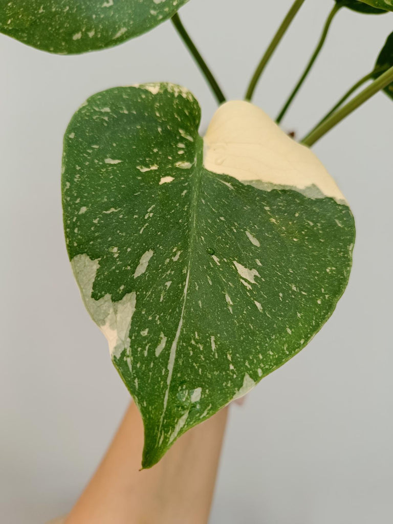 Monstera deliciosa thai constellation