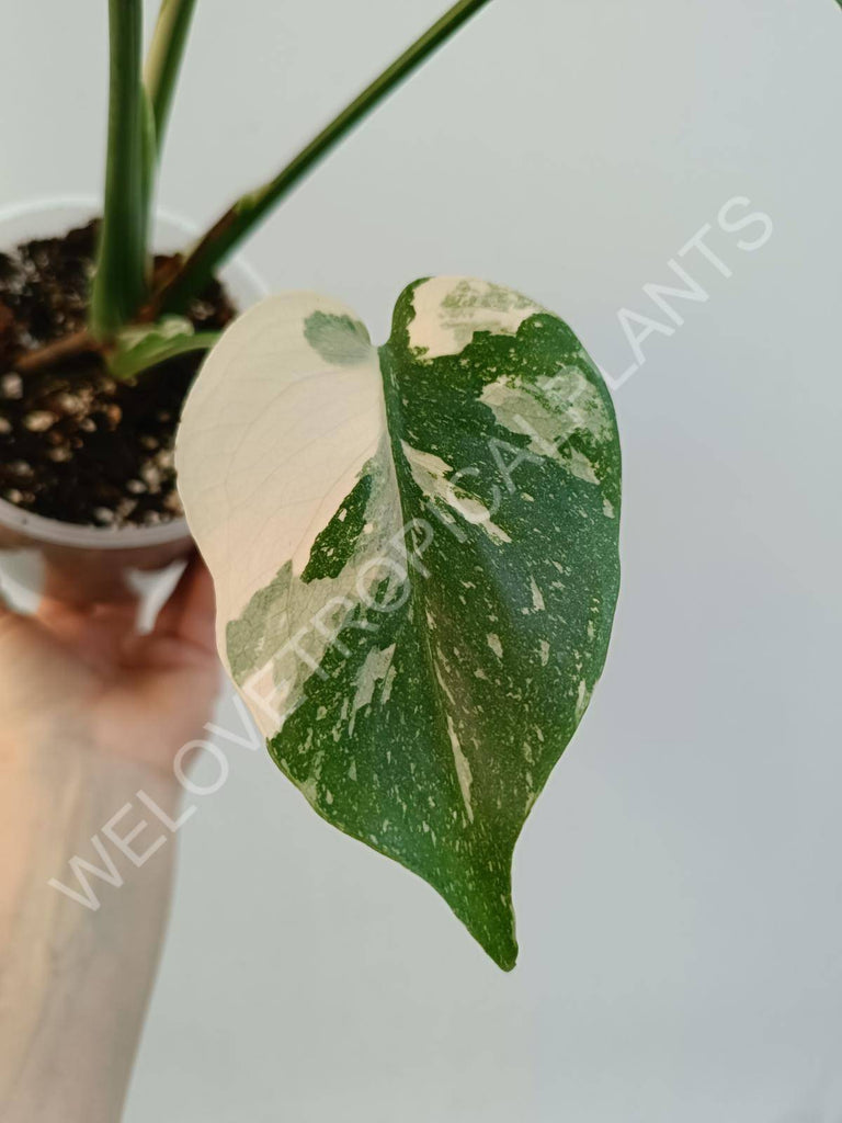 Monstera deliciosa thai constellation