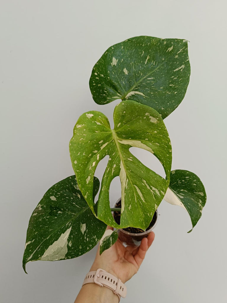 Monstera deliciosa thai constellation