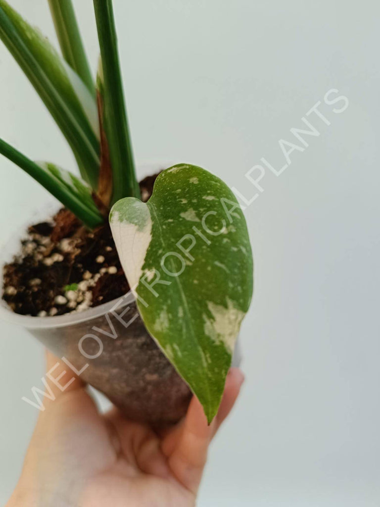 Monstera deliciosa thai constellation