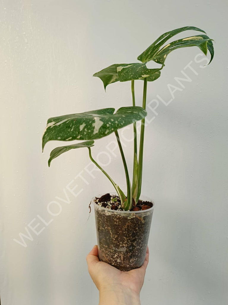 Monstera deliciosa thai constellation