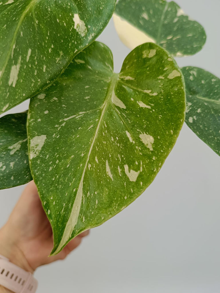 Monstera deliciosa thai constellation