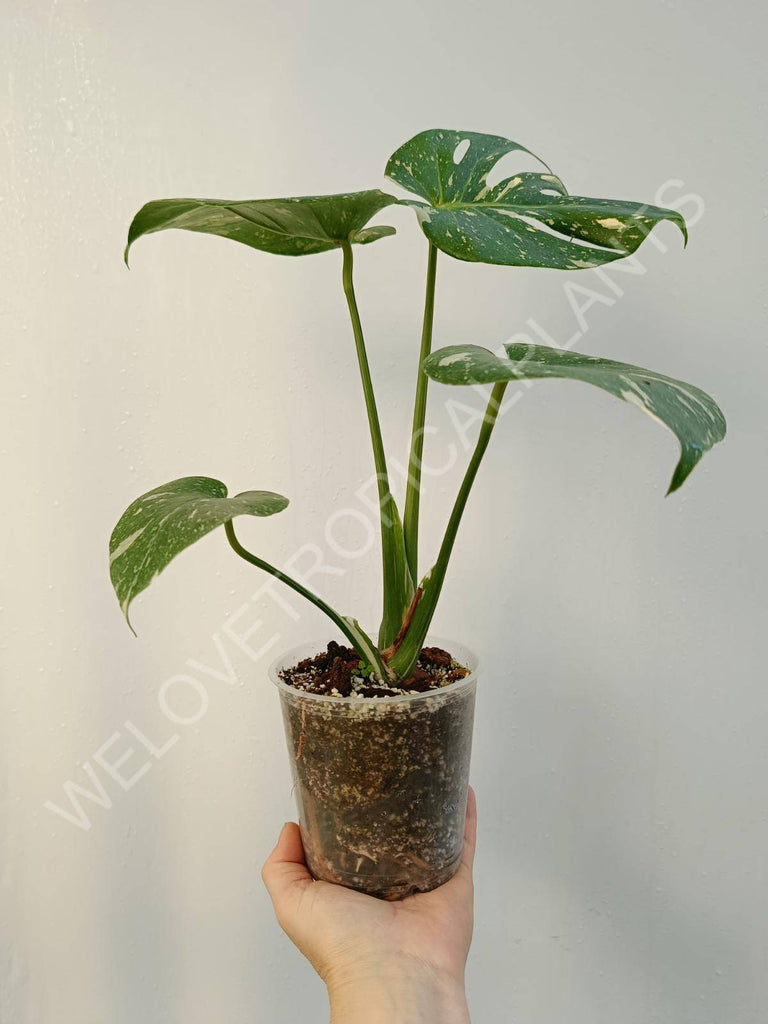 Monstera deliciosa thai constellation