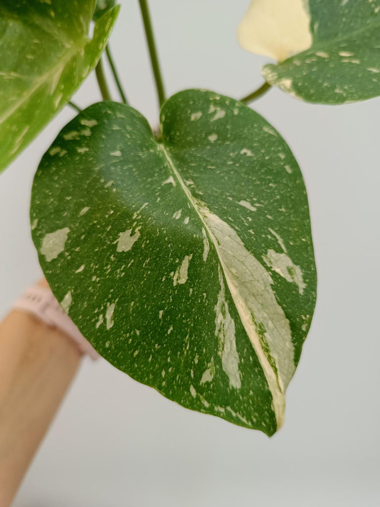 Monstera deliciosa thai constellation