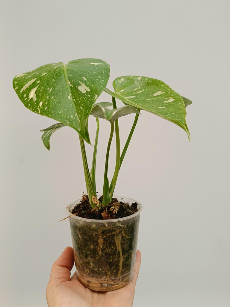 Monstera deliciosa thai constellation