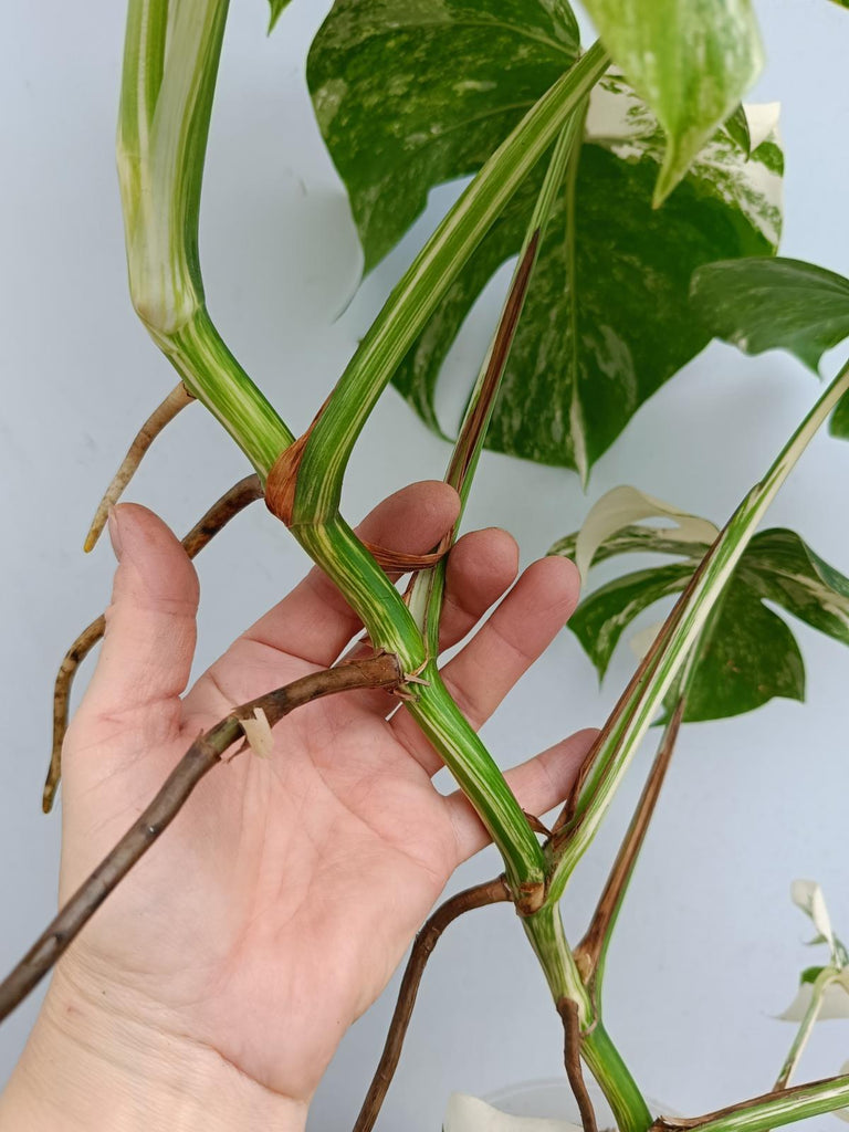 Monstera deliciosa variegata albo