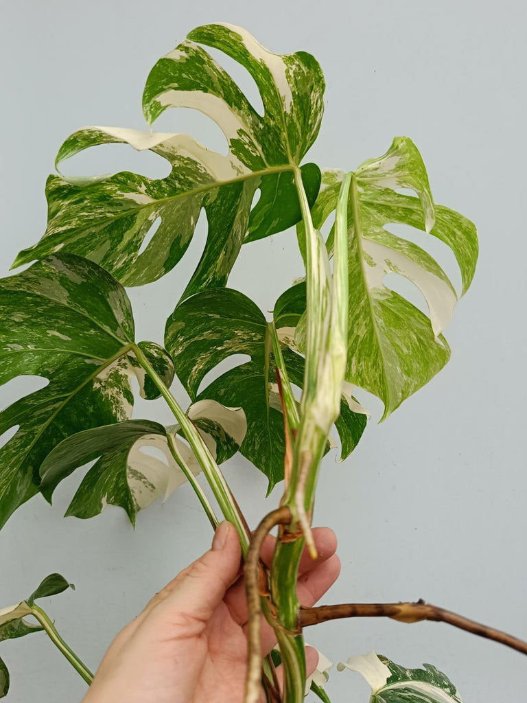 Monstera deliciosa variegata albo