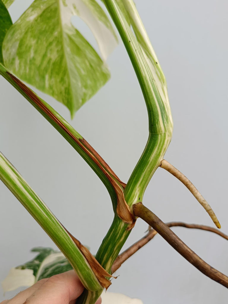 Monstera deliciosa variegata albo