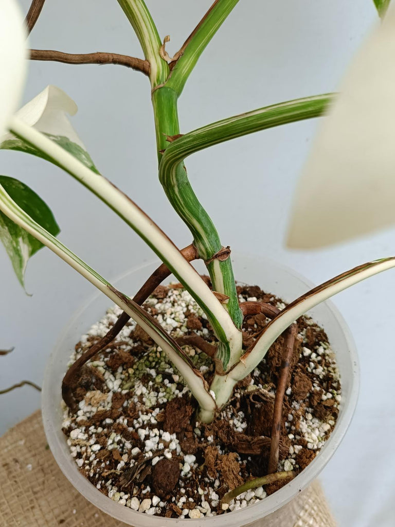 Monstera deliciosa variegata albo