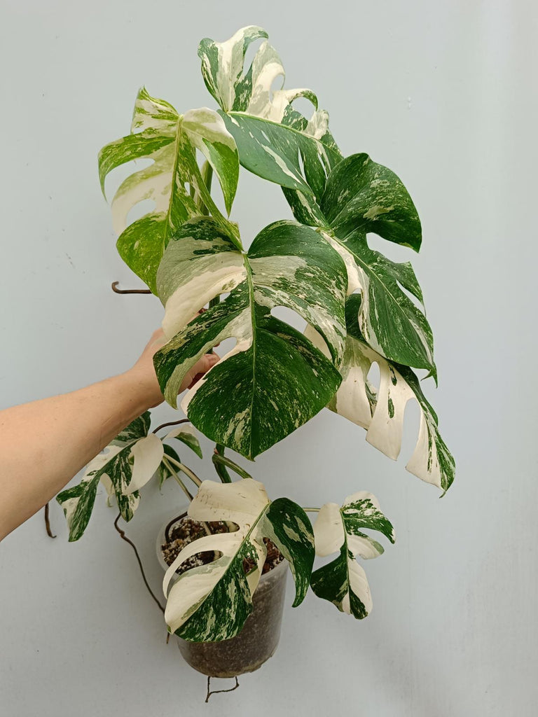 Monstera deliciosa variegata albo