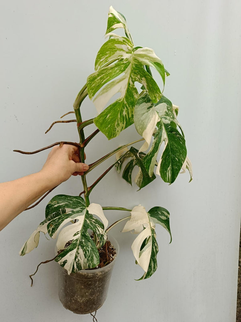 Monstera deliciosa variegata albo