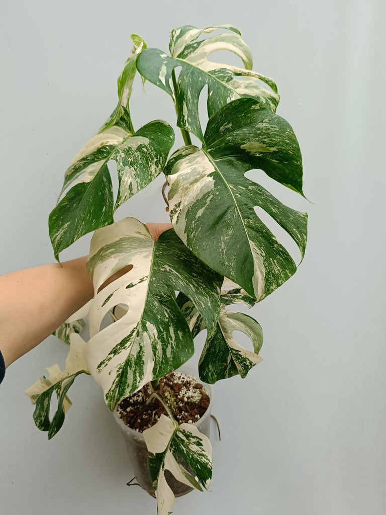 Monstera deliciosa variegata albo