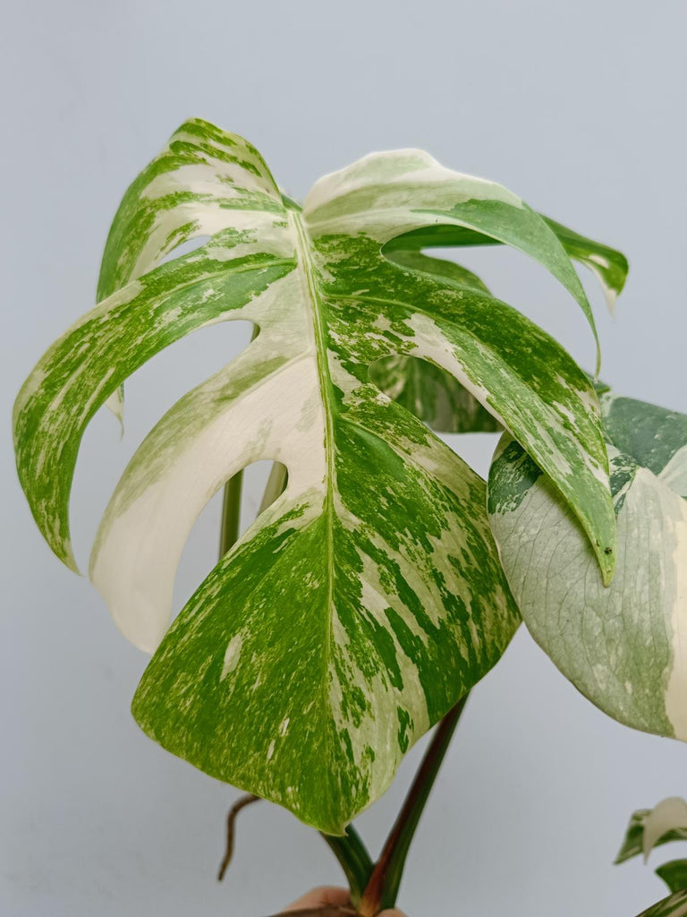 Monstera deliciosa variegata albo