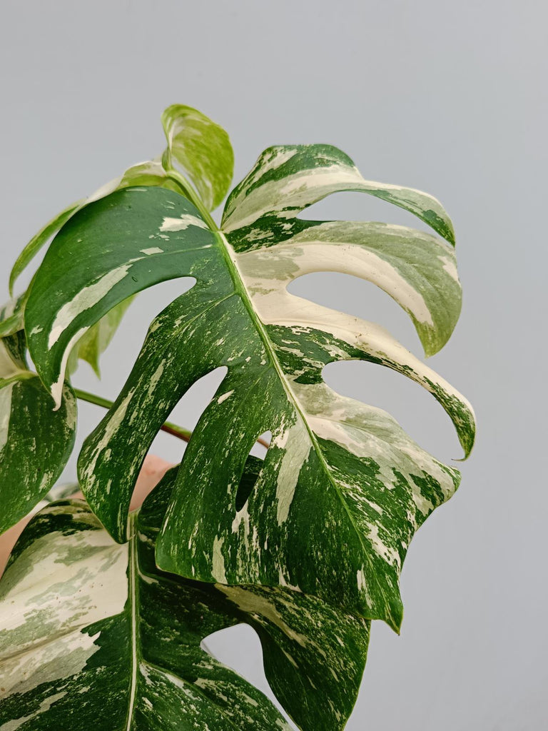 Monstera deliciosa variegata albo