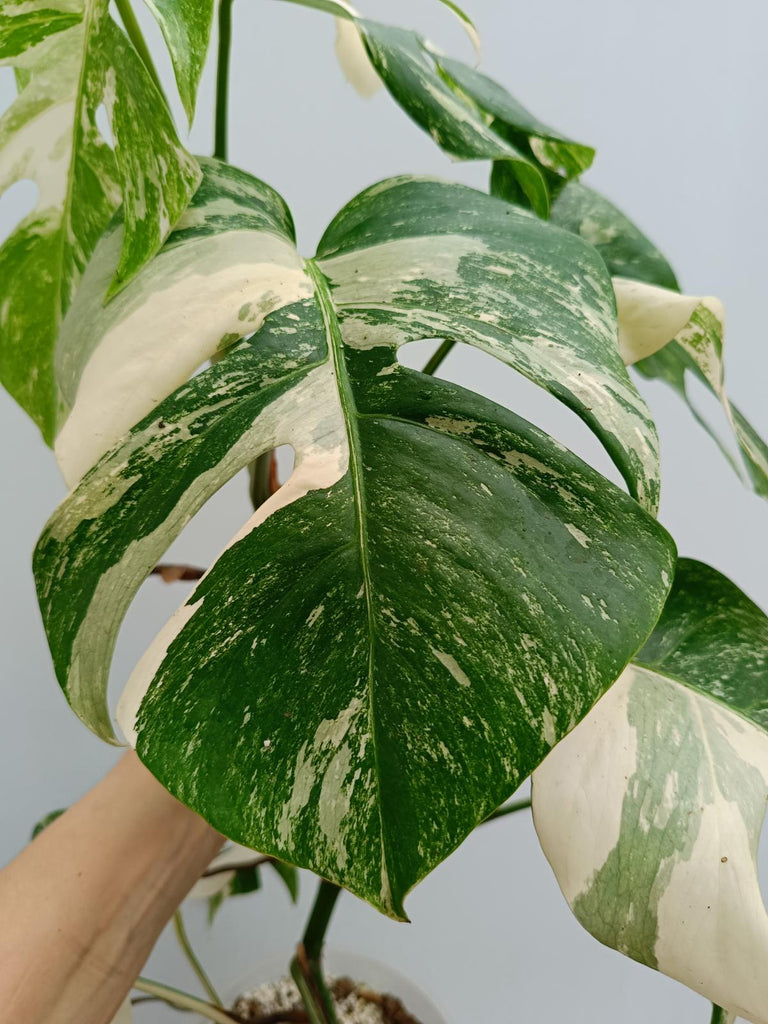 Monstera deliciosa variegata albo