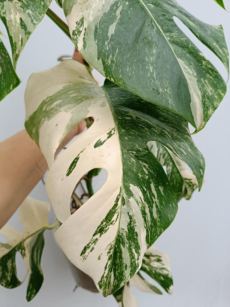 Monstera deliciosa variegata albo