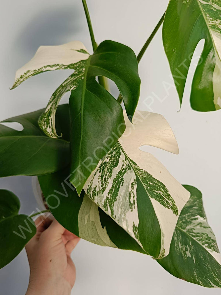 Monstera deliiciosa variegata albo