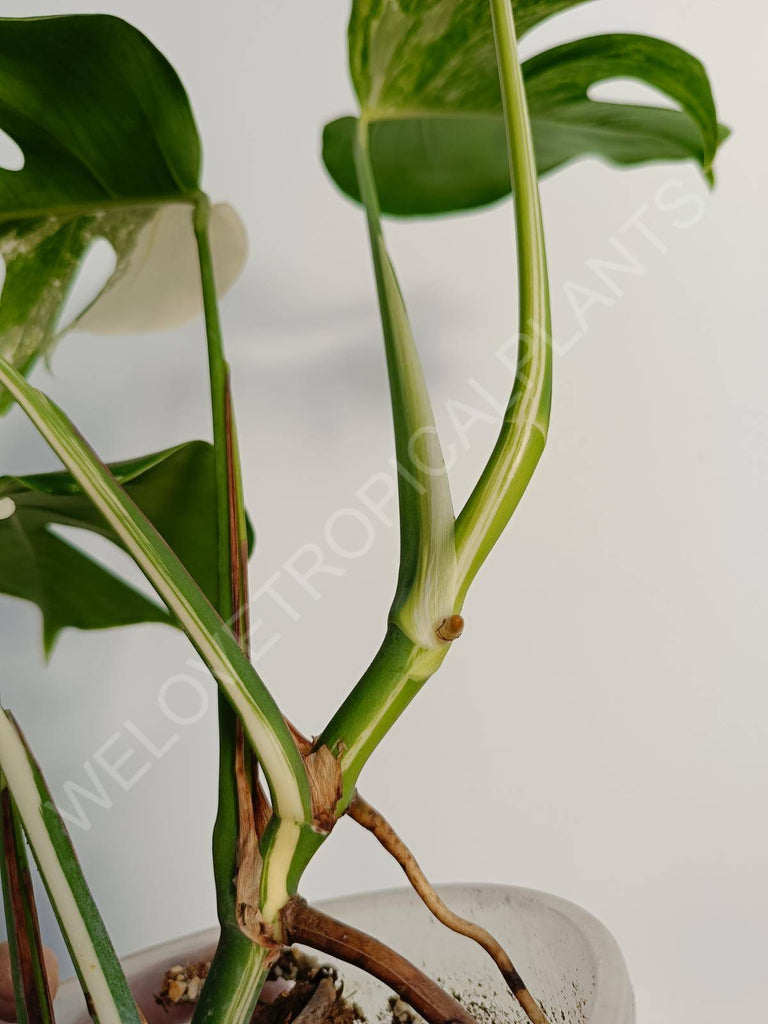 Monstera deliiciosa variegata albo