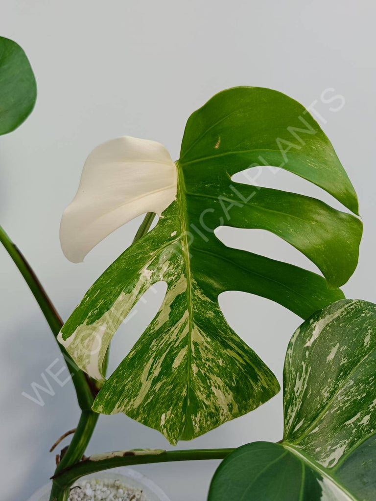 Monstera deliciosa variegata albo