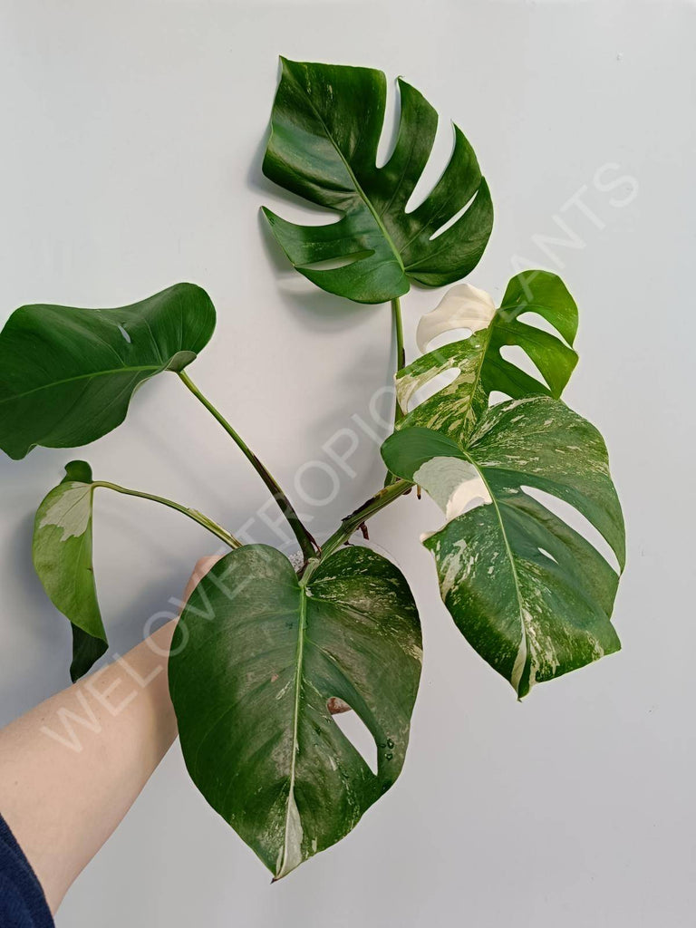 Monstera deliciosa variegata albo