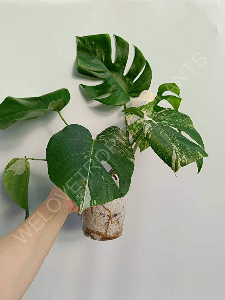 Monstera deliciosa variegata albo