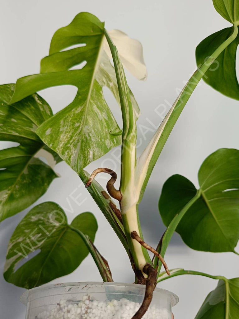 Monstera deliciosa variegata albo