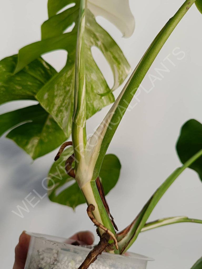 Monstera deliciosa variegata albo