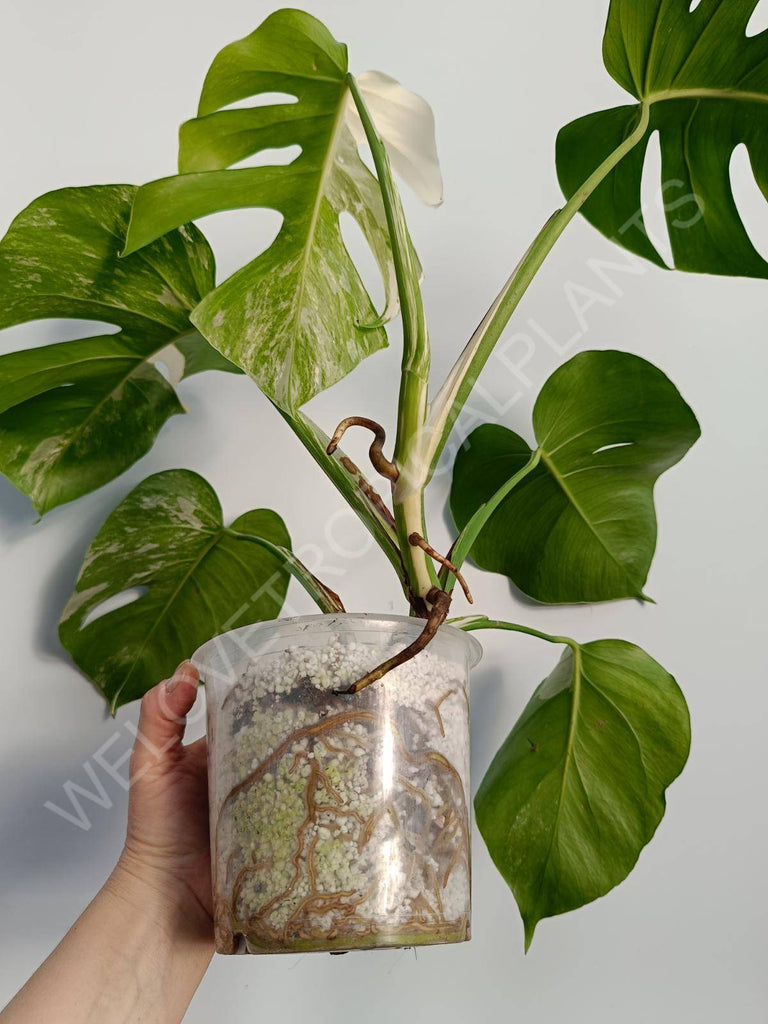 Monstera deliciosa variegata albo