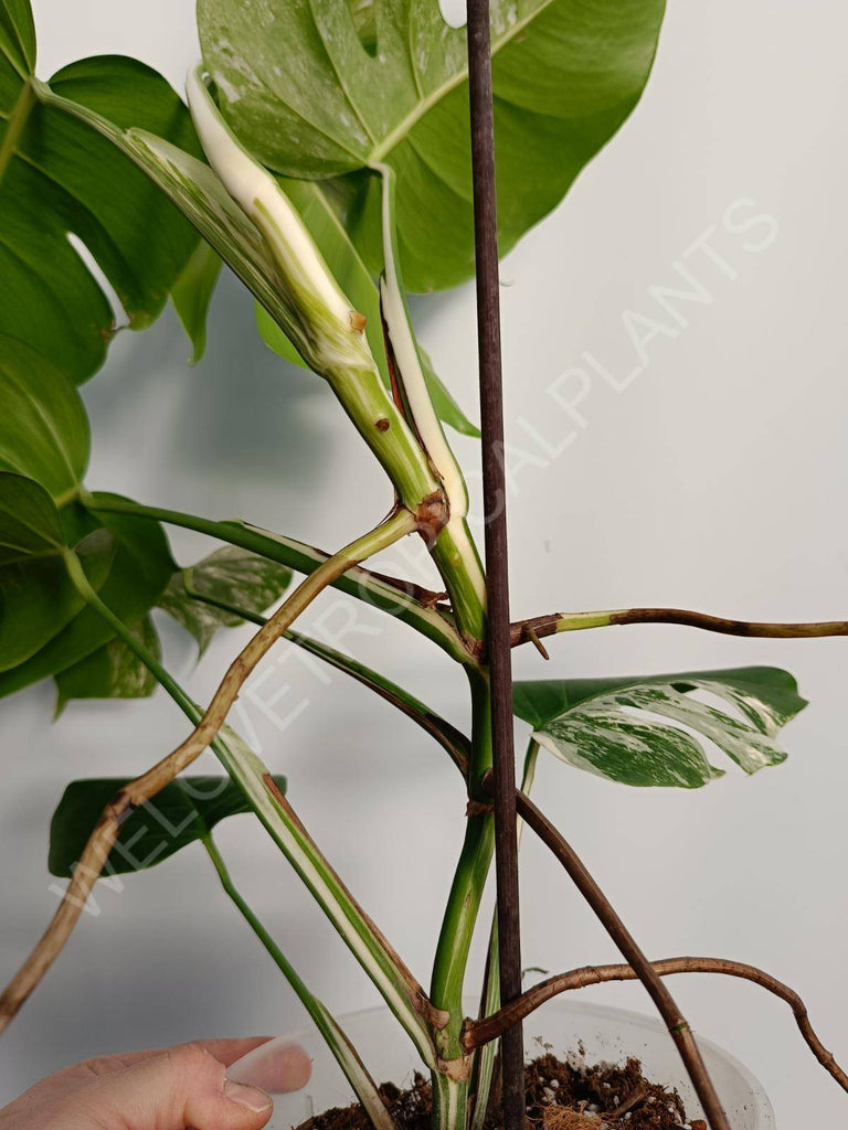 Monstera deliciosa variegata alboi