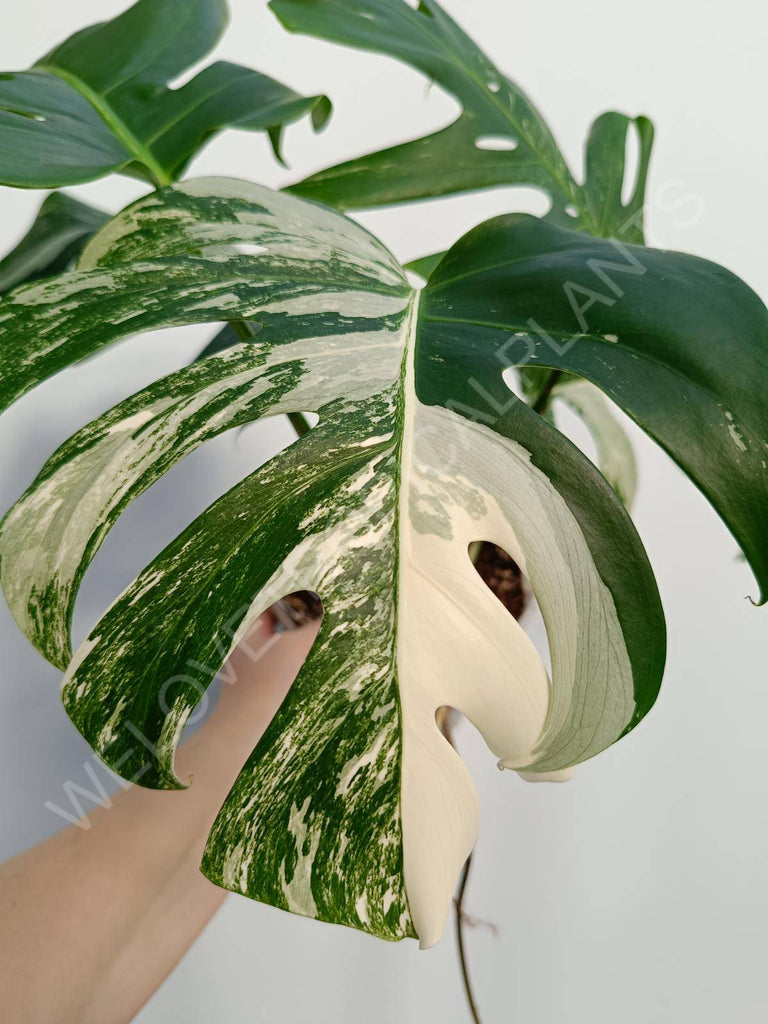 Monstera deliciosa variegata albo